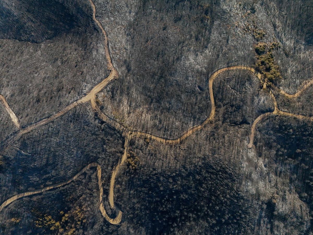 İzmir'de yangının ormana verdiği zarar gün yüzüne çıktı