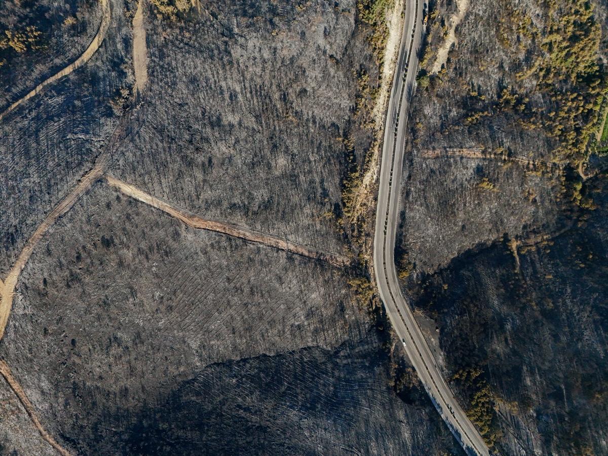 İzmir'de yangının ormana verdiği zarar gün yüzüne çıktı