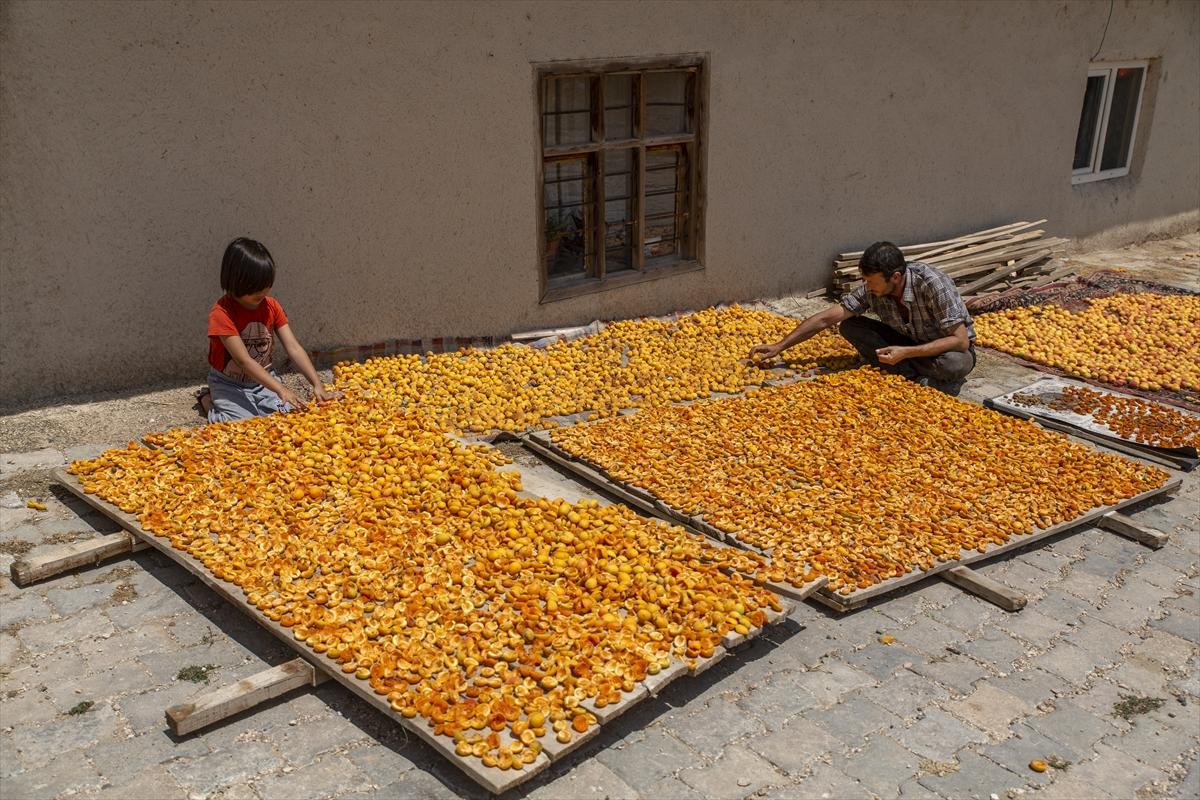 Malatya'da kayısı hasadında görsel şölen