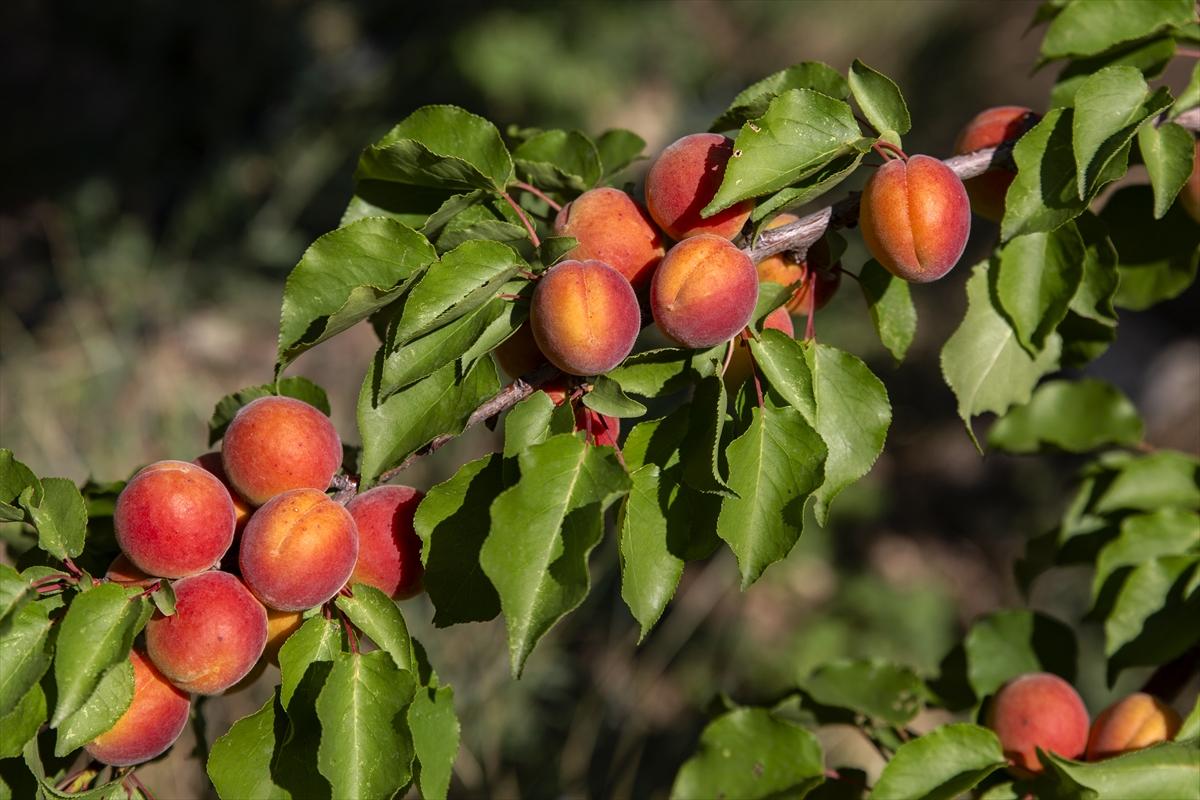 Malatya'da kayısı hasadında görsel şölen
