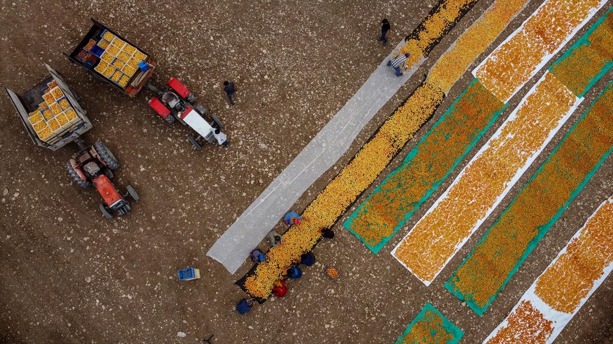 Malatya'da kayısı hasadında görsel şölen