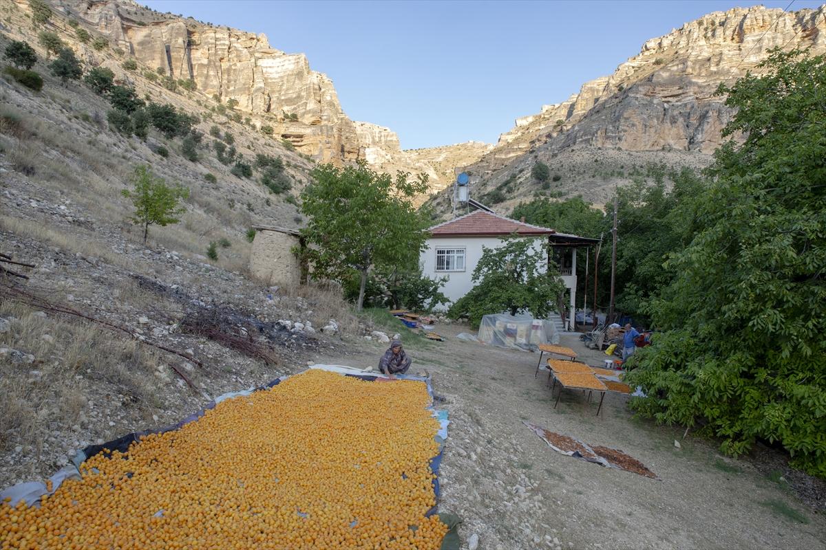 Malatya'da kayısı hasadında görsel şölen