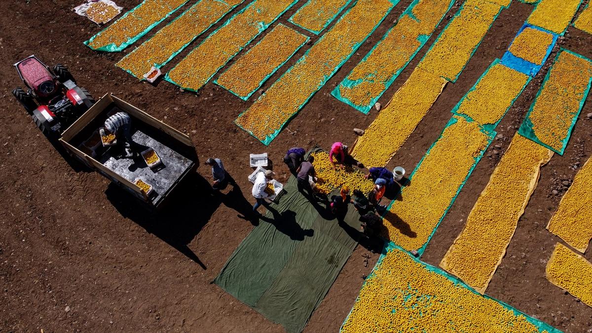 Malatya'da kayısı hasadında görsel şölen
