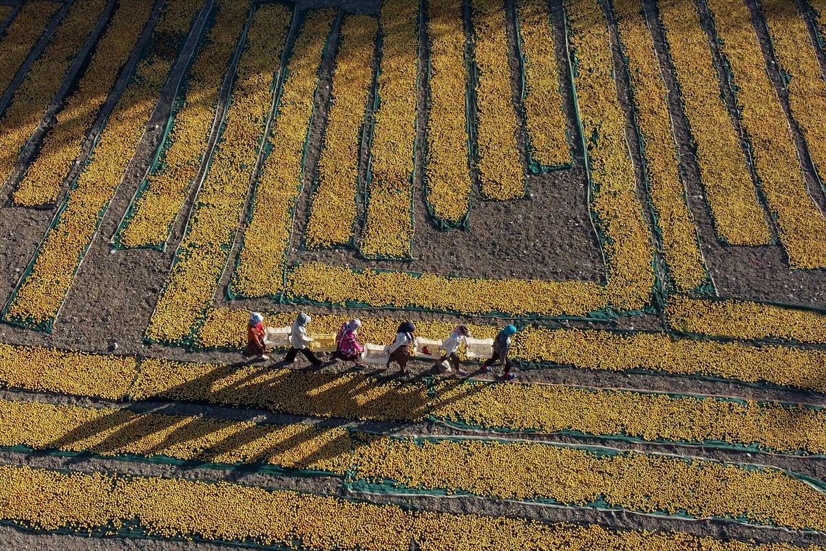 Malatya'da kayısı hasadında görsel şölen
