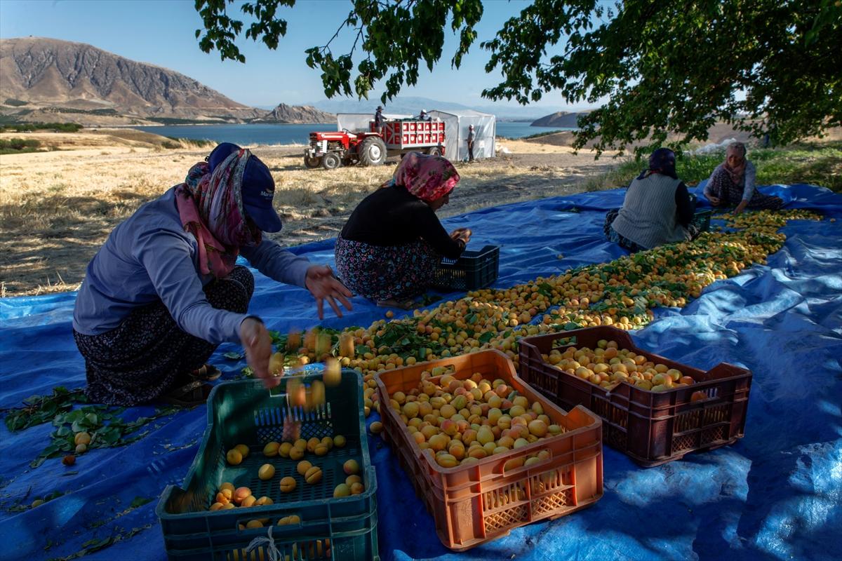 Malatya'da kayısı hasadında görsel şölen