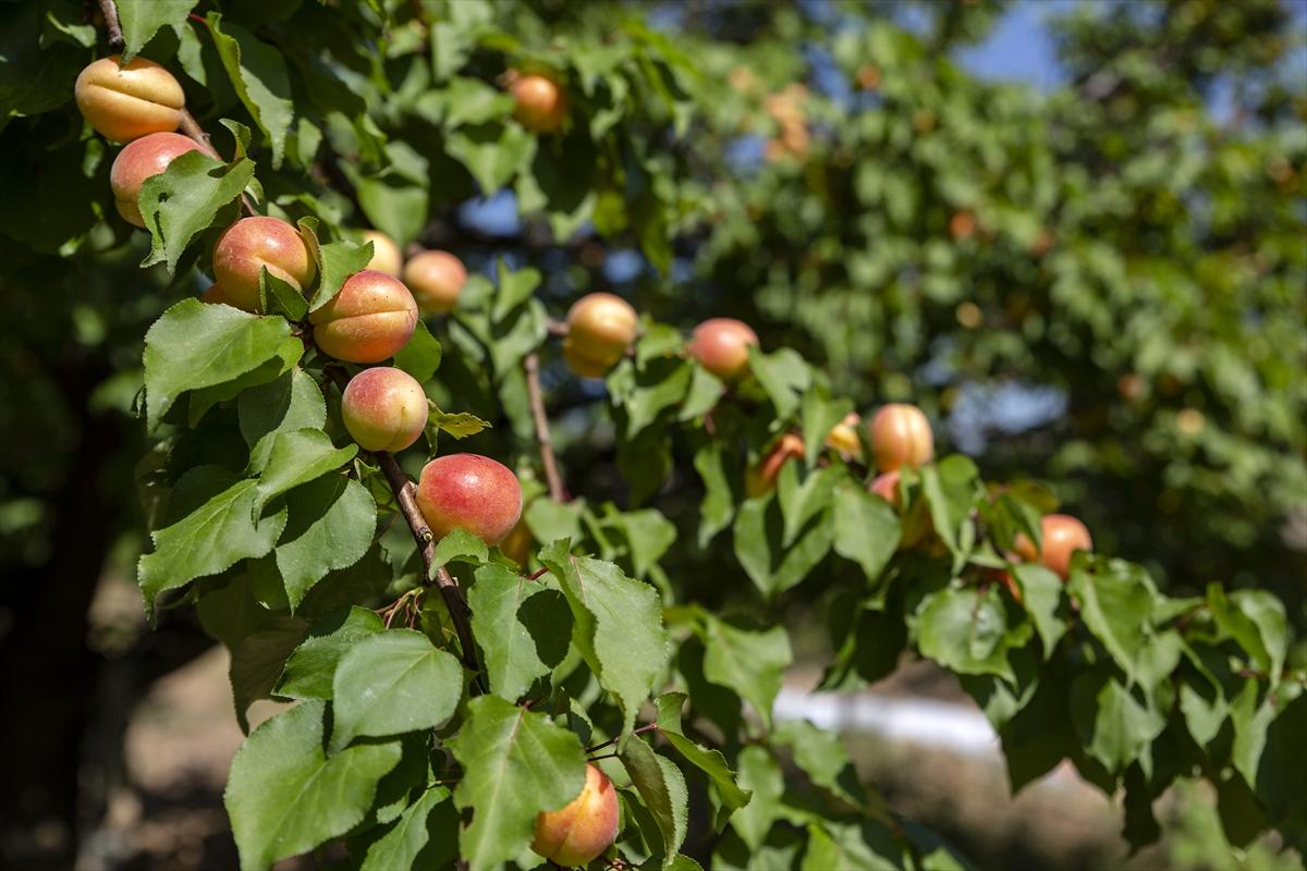 Malatya'da kayısı hasadında görsel şölen