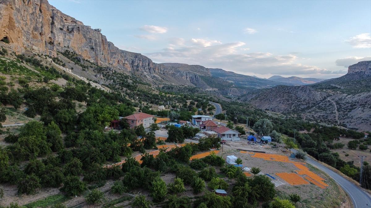 Malatya'da kayısı hasadında görsel şölen