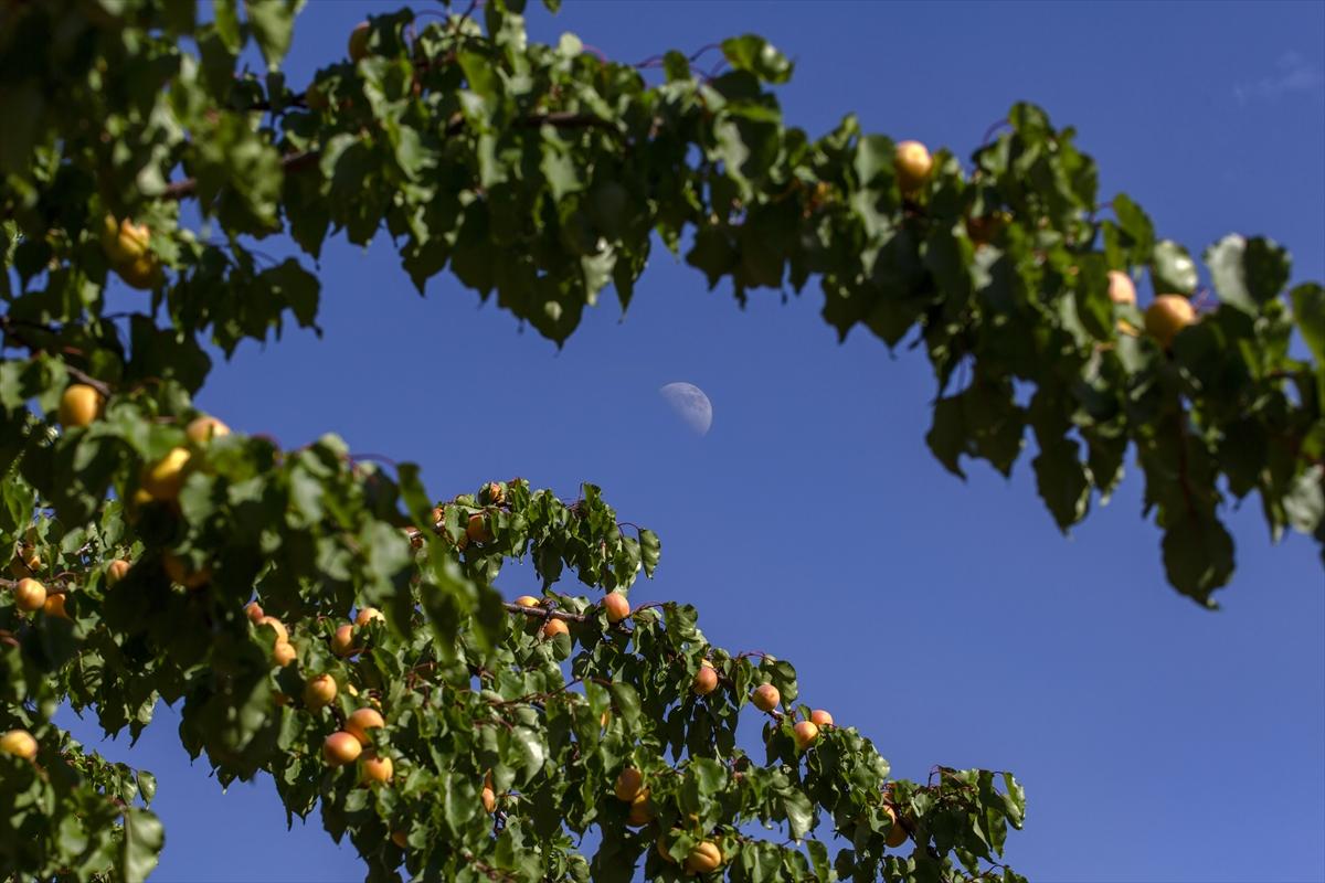 Malatya'da kayısı hasadında görsel şölen