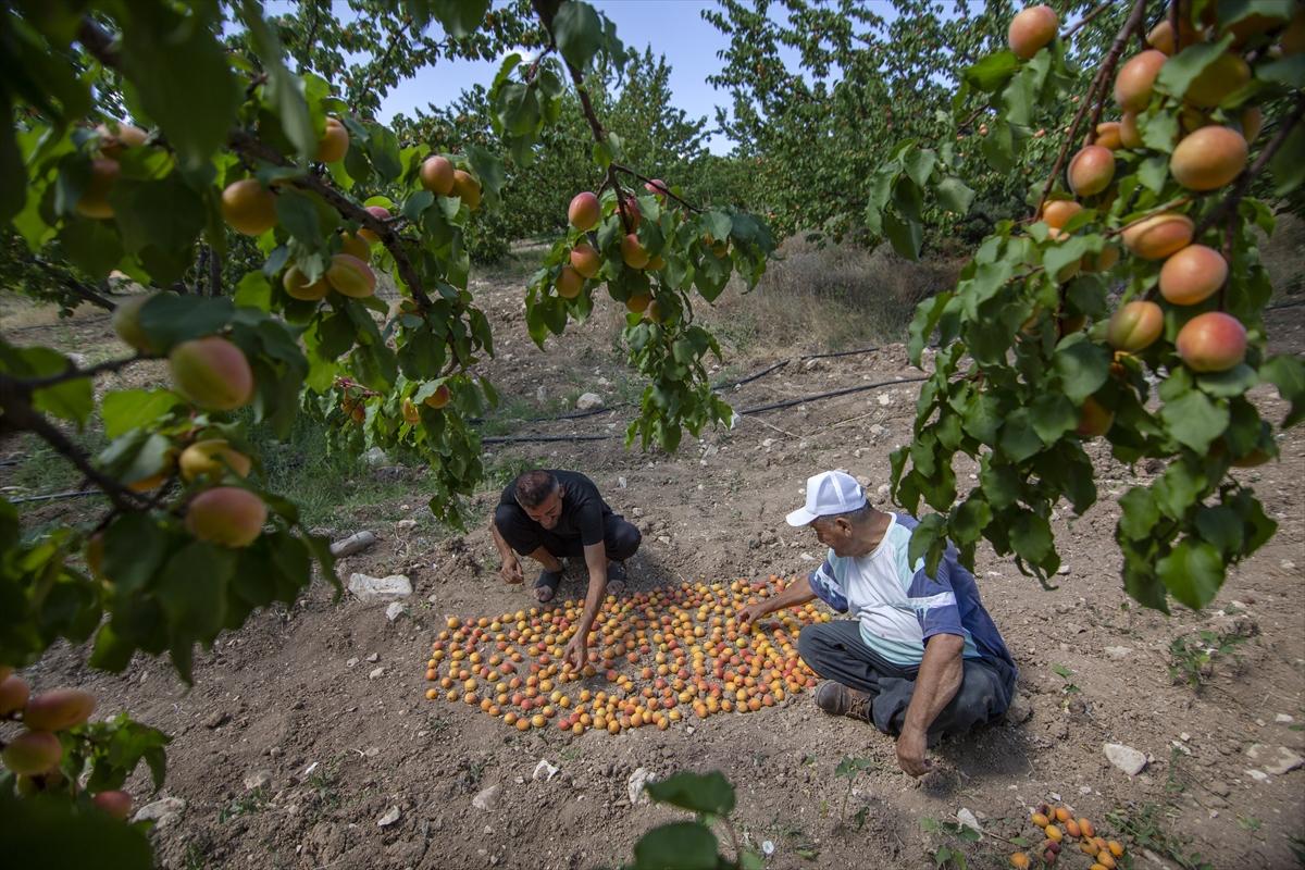 Malatya'da kayısı hasadında görsel şölen