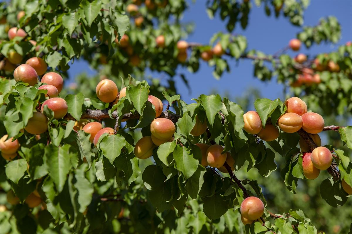 Malatya'da kayısı hasadında görsel şölen