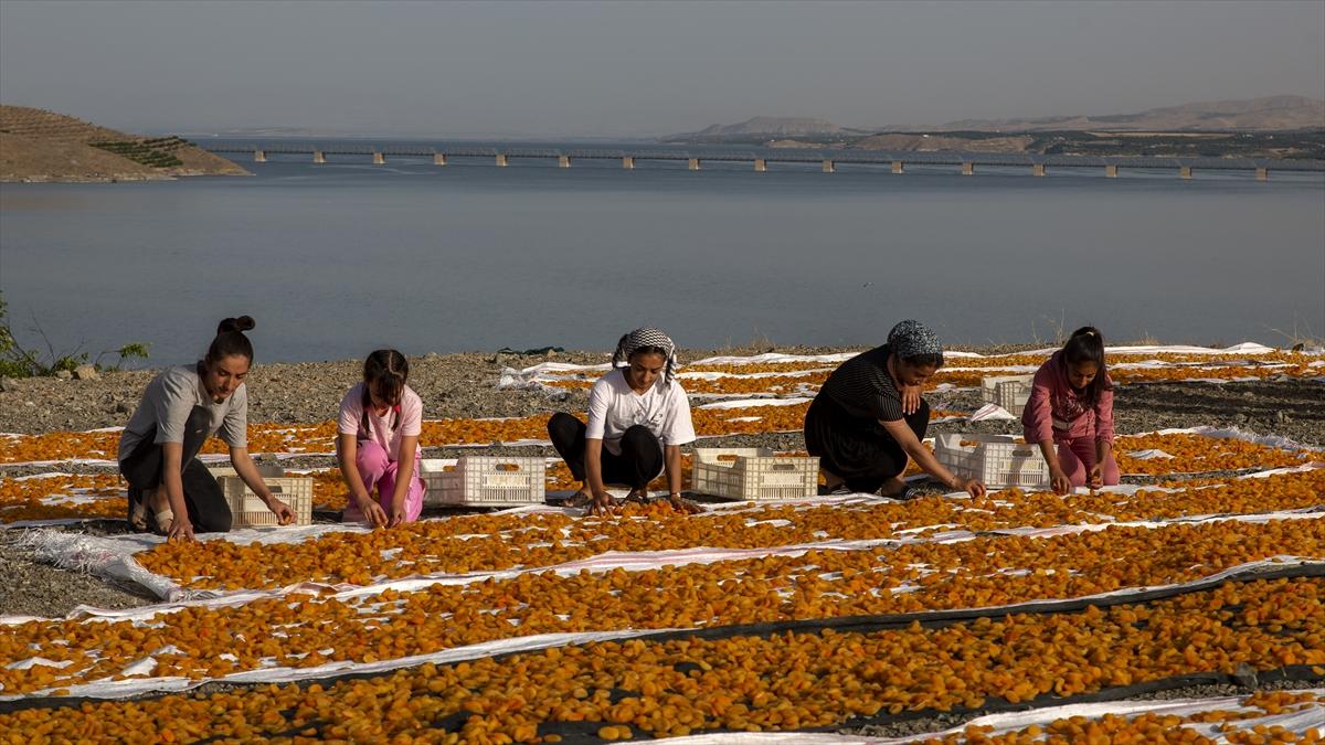 Malatya'da kayısı hasadında görsel şölen