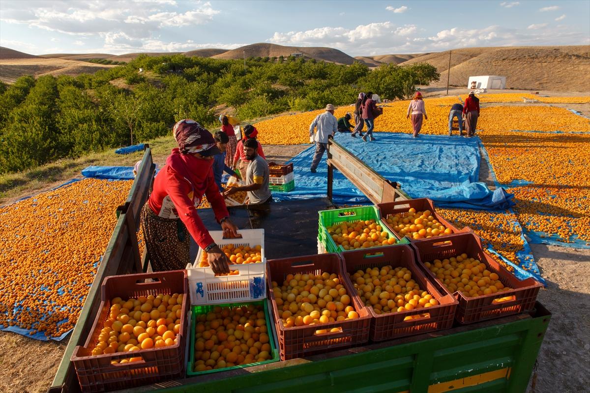 Malatya'da kayısı hasadında görsel şölen