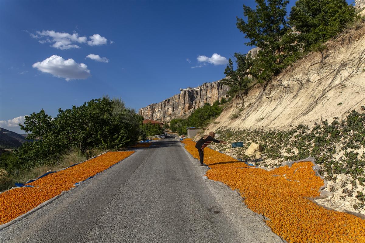 Malatya'da kayısı hasadında görsel şölen