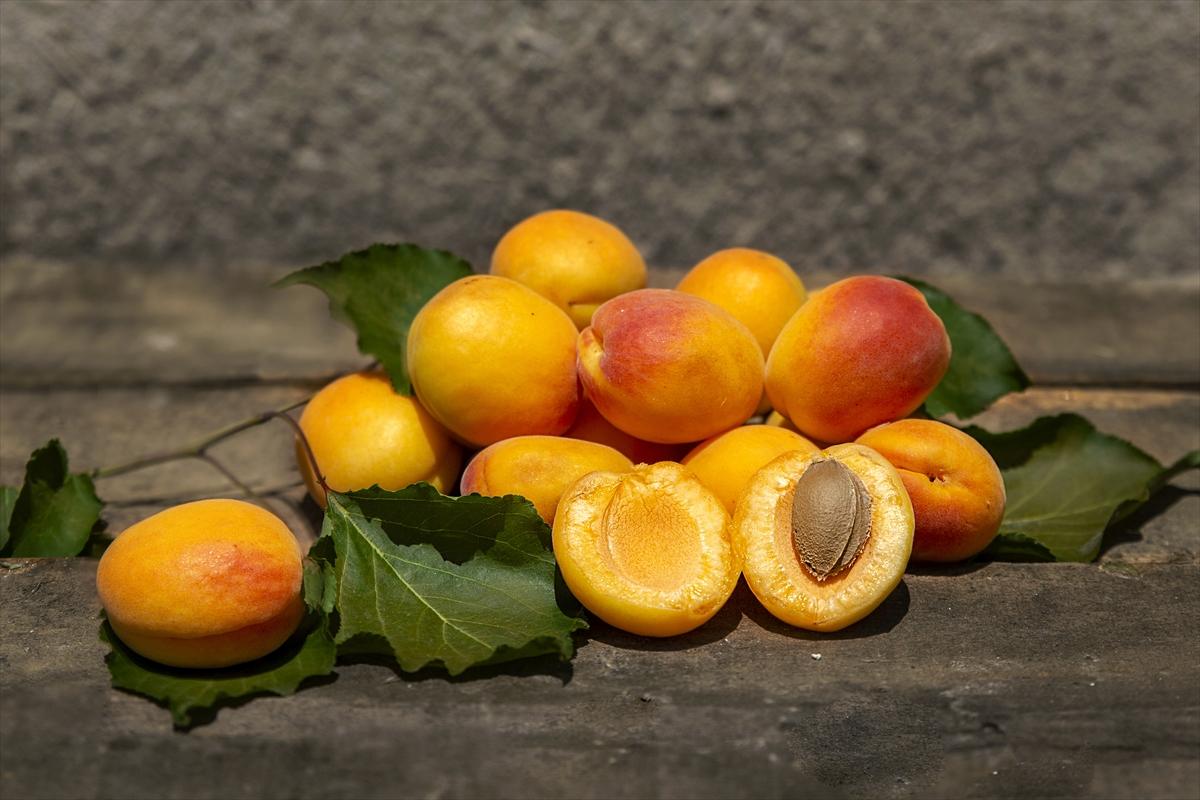 Malatya'da kayısı hasadında görsel şölen