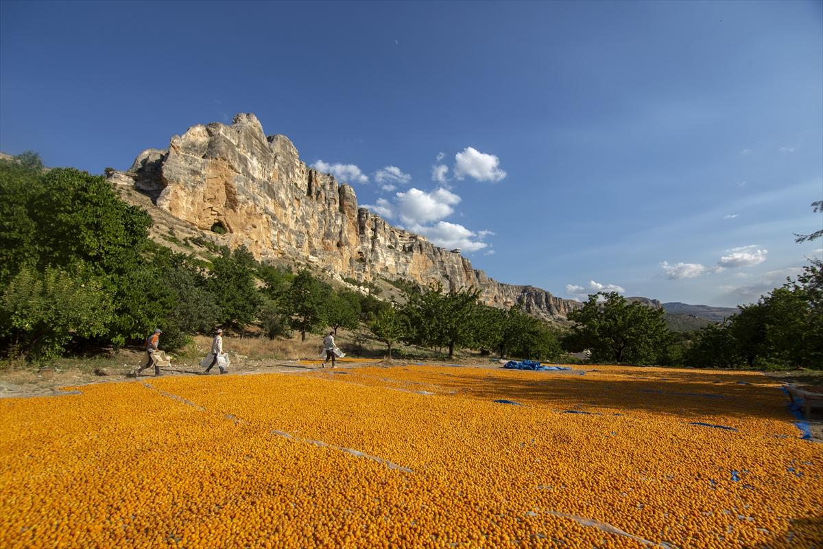 Malatya'da kayısı hasadında görsel şölen