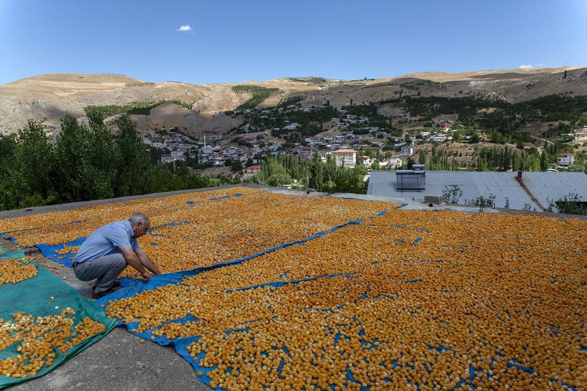 Malatya'da kayısı hasadında görsel şölen