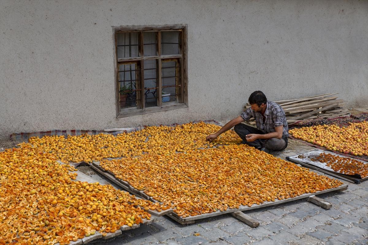 Malatya'da kayısı hasadında görsel şölen