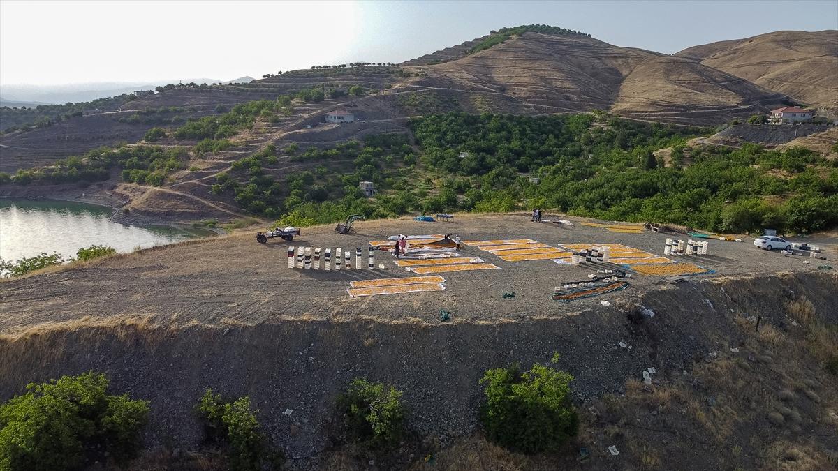 Malatya'da kayısı hasadında görsel şölen