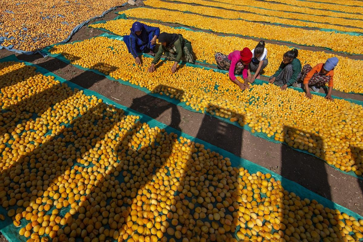 Malatya'da kayısı hasadında görsel şölen