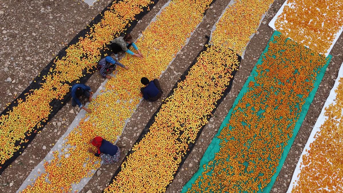 Malatya'da kayısı hasadında görsel şölen