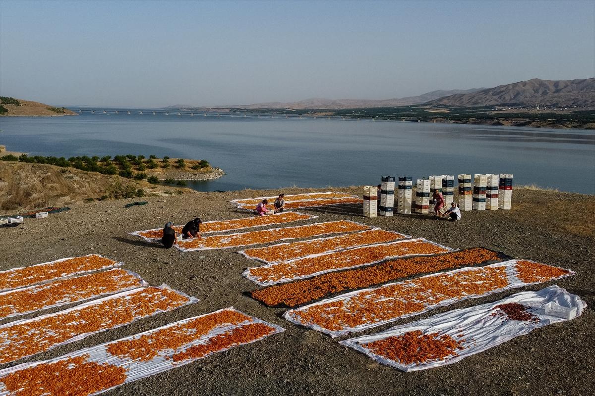 Malatya'da kayısı hasadında görsel şölen