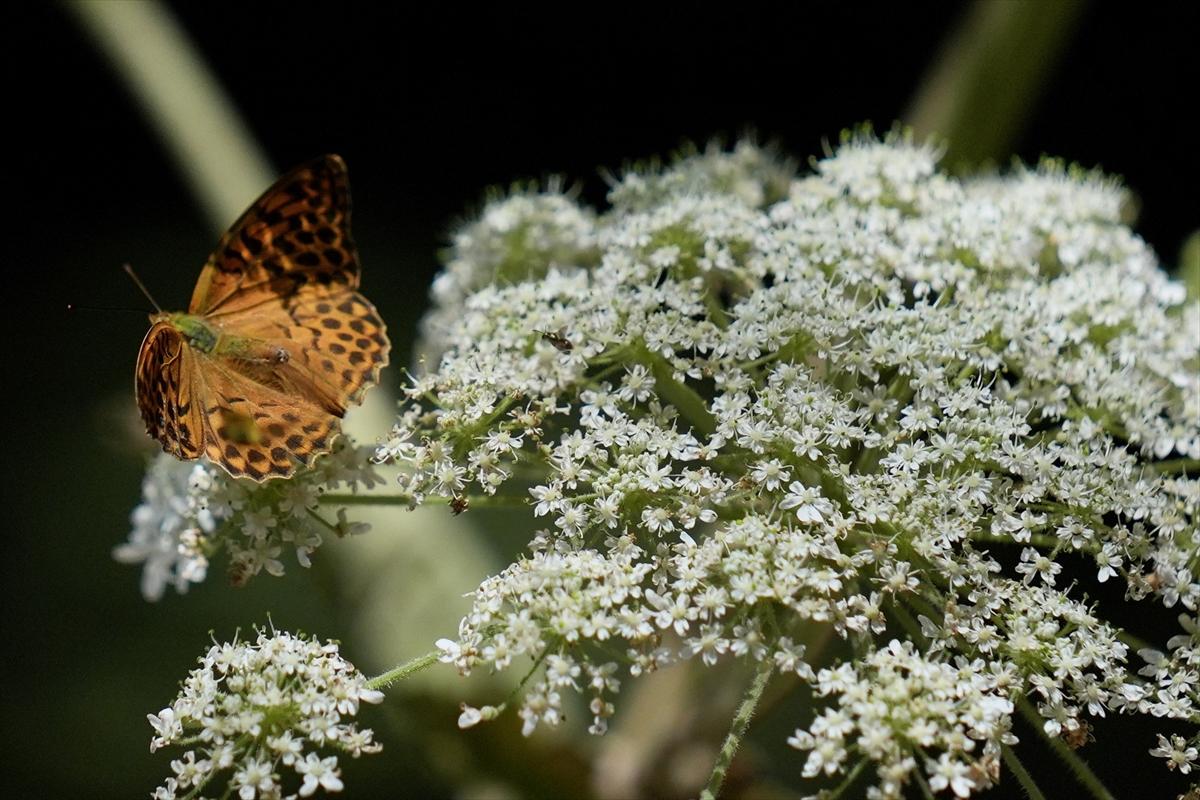 Kelebek ve arıların beslenmeleri fotoğraflandı