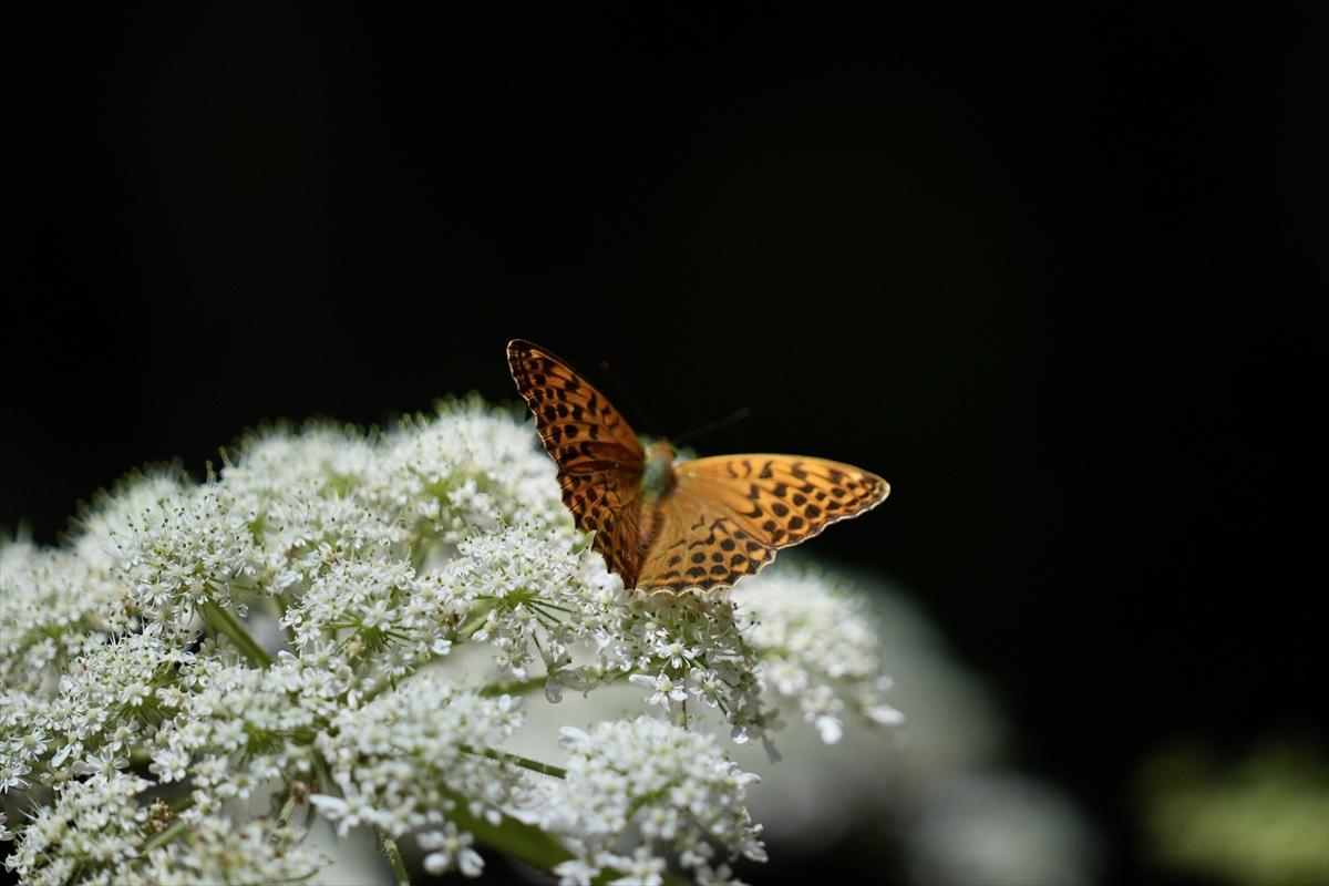 Kelebek ve arıların beslenmeleri fotoğraflandı