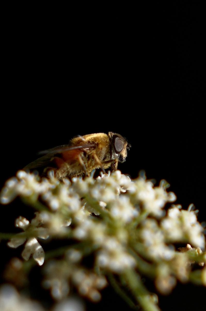 Kelebek ve arıların beslenmeleri fotoğraflandı