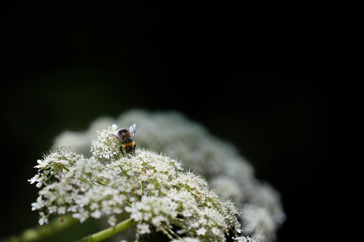 Kelebek ve arıların beslenmeleri fotoğraflandı