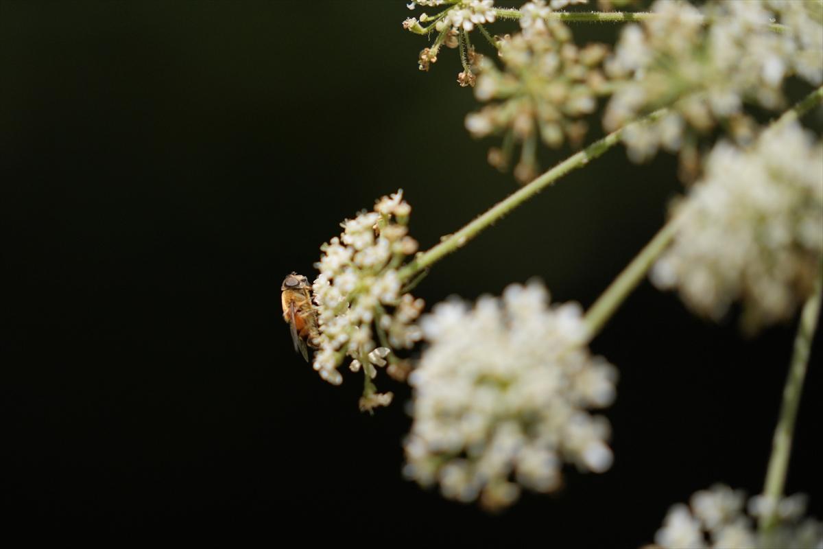 Kelebek ve arıların beslenmeleri fotoğraflandı