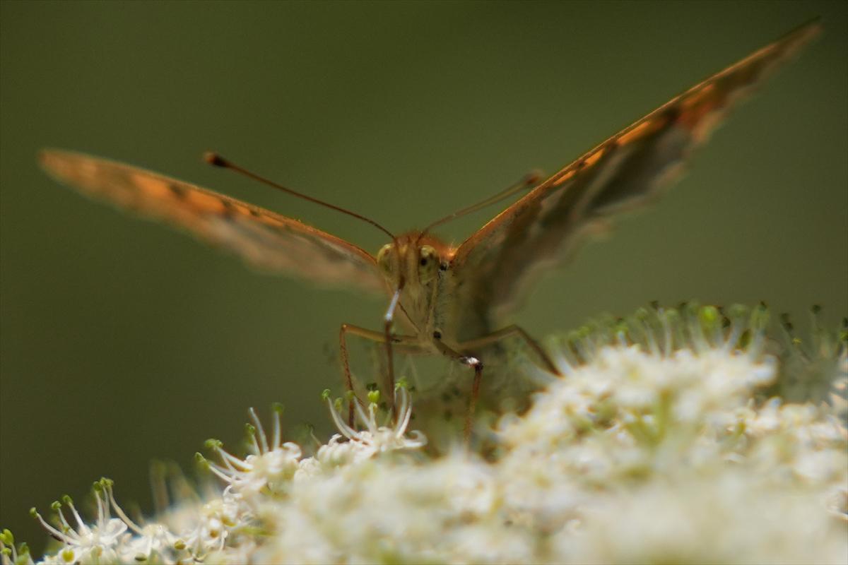 Kelebek ve arıların beslenmeleri fotoğraflandı