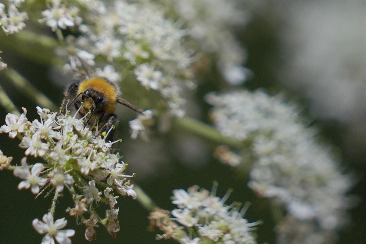 Kelebek ve arıların beslenmeleri fotoğraflandı