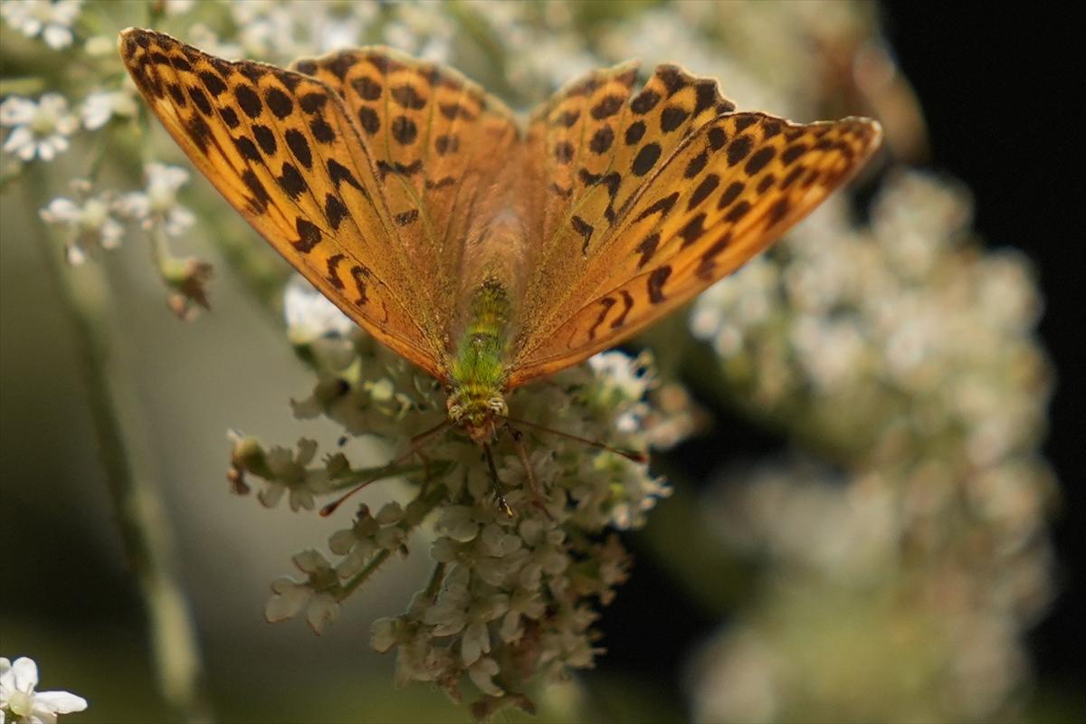Kelebek ve arıların beslenmeleri fotoğraflandı