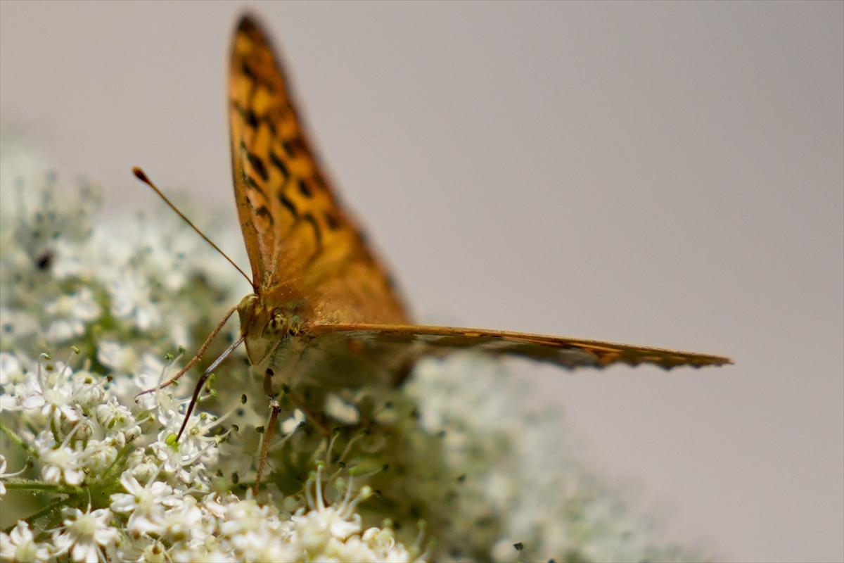 Kelebek ve arıların beslenmeleri fotoğraflandı