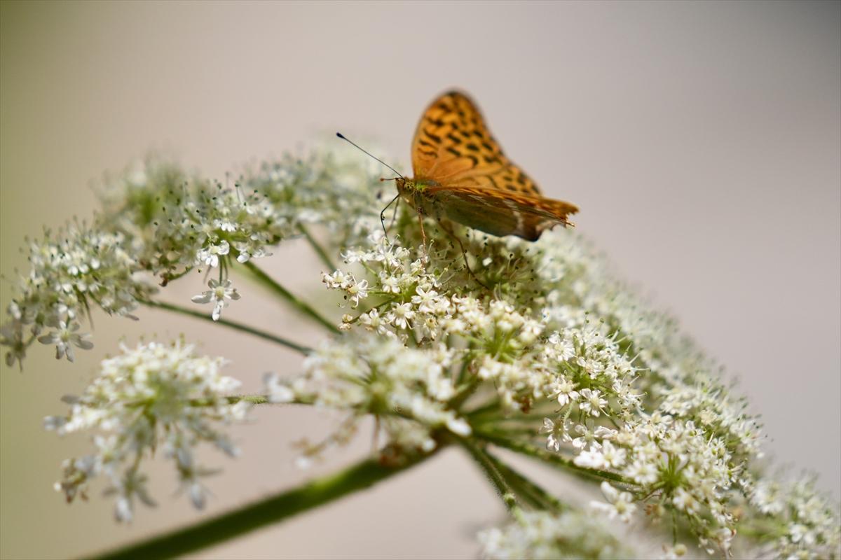 Kelebek ve arıların beslenmeleri fotoğraflandı
