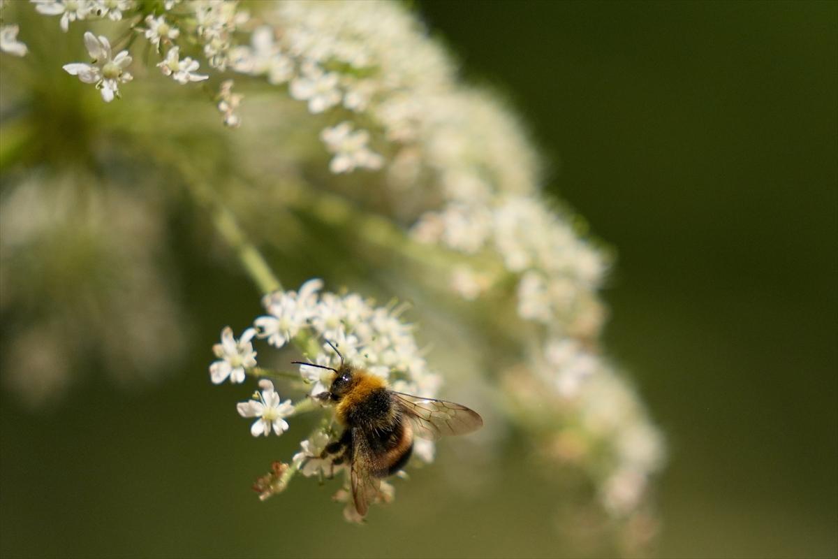 Kelebek ve arıların beslenmeleri fotoğraflandı