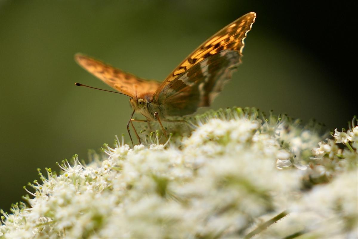 Kelebek ve arıların beslenmeleri fotoğraflandı