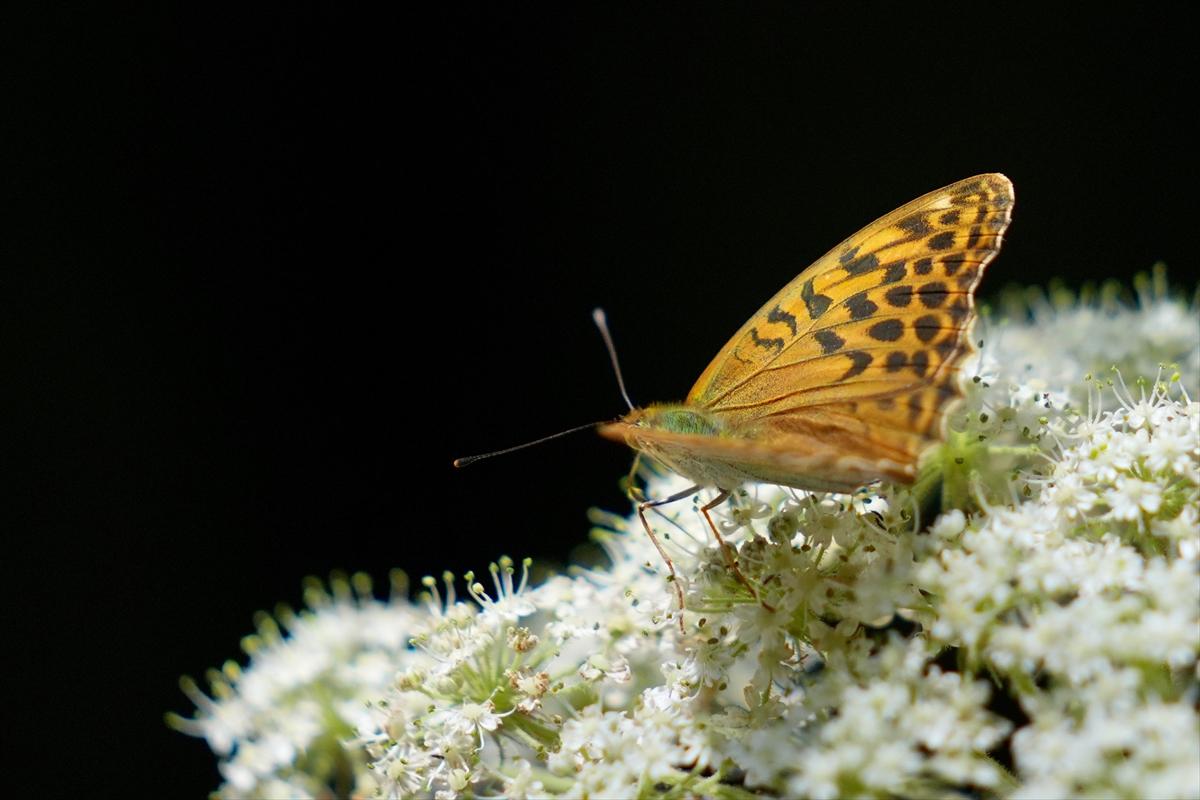 Kelebek ve arıların beslenmeleri fotoğraflandı