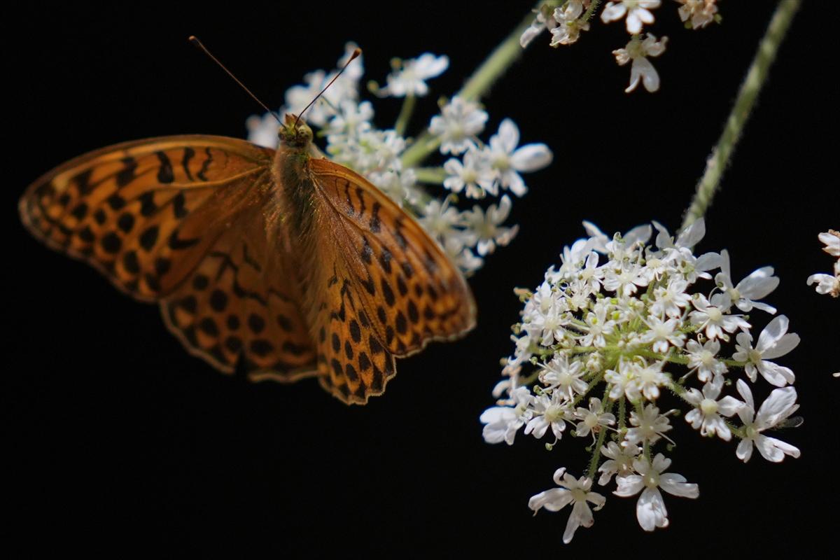 Kelebek ve arıların beslenmeleri fotoğraflandı