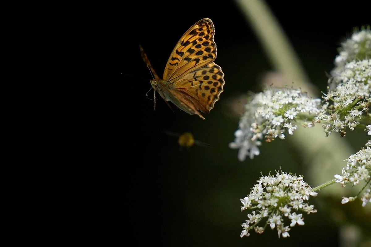 Kelebek ve arıların beslenmeleri fotoğraflandı