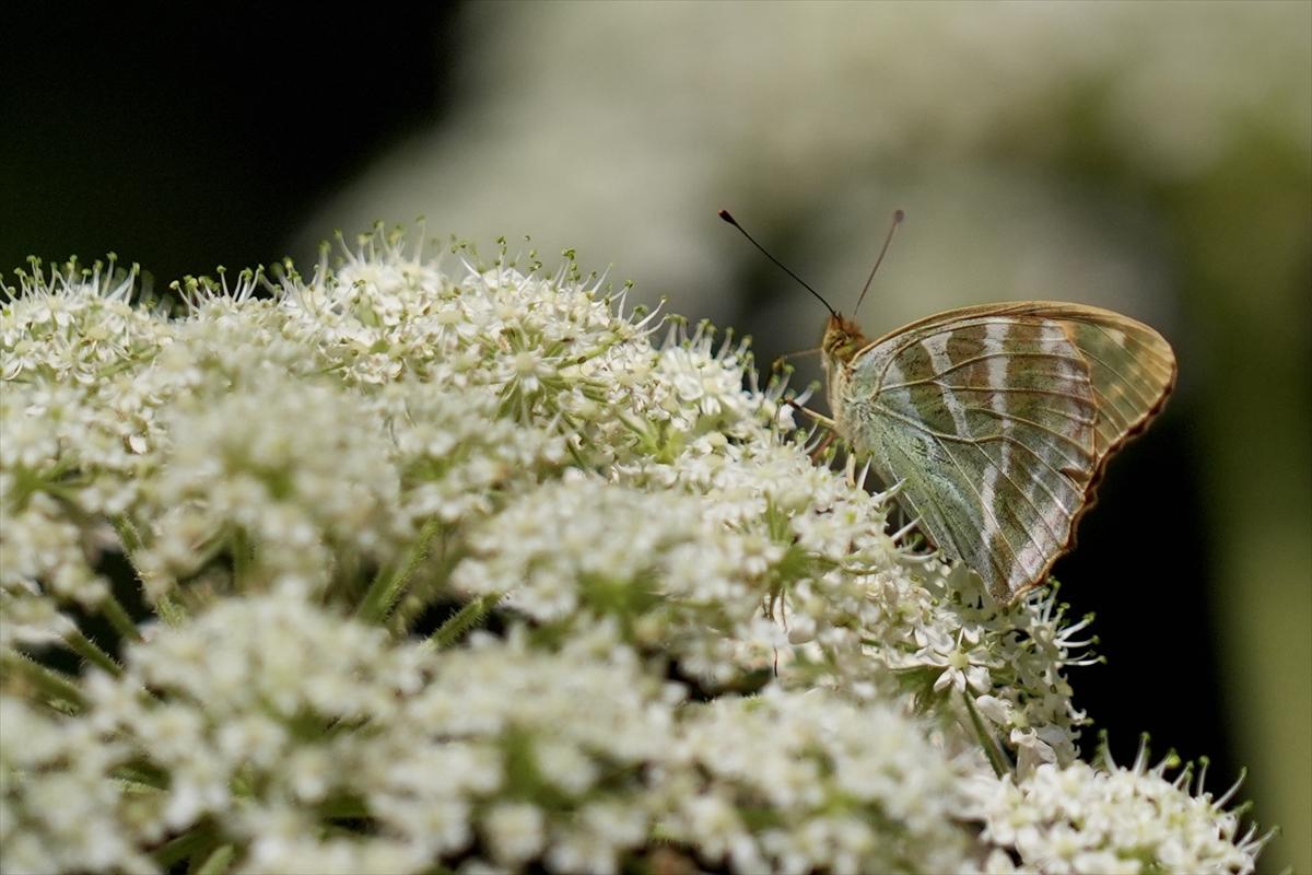 Kelebek ve arıların beslenmeleri fotoğraflandı