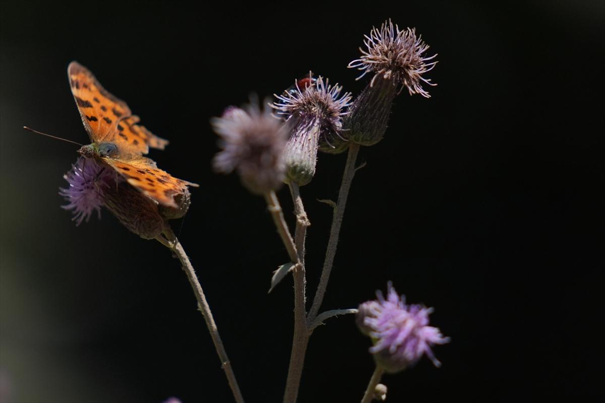 Kelebek ve arıların beslenmeleri fotoğraflandı