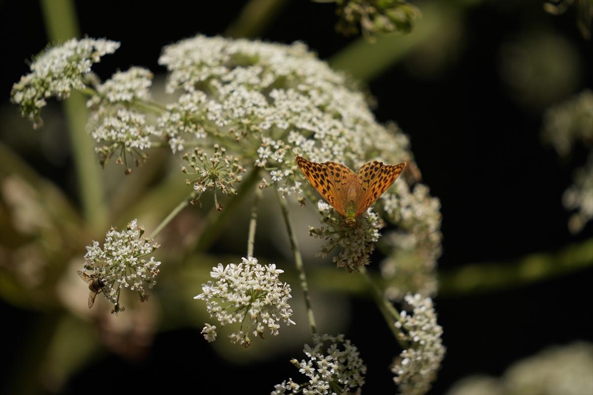 Kelebek ve arıların beslenmeleri fotoğraflandı