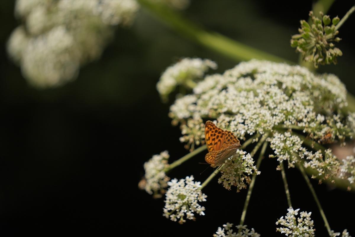Kelebek ve arıların beslenmeleri fotoğraflandı