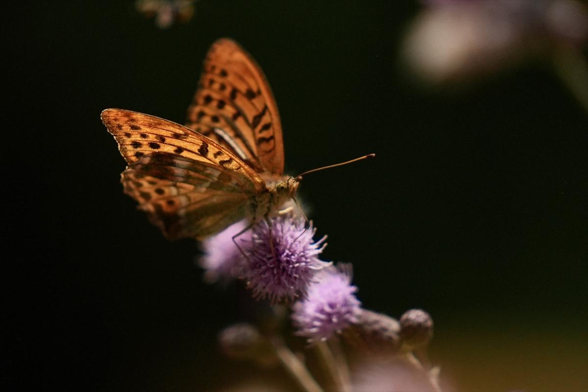 Kelebek ve arıların beslenmeleri fotoğraflandı