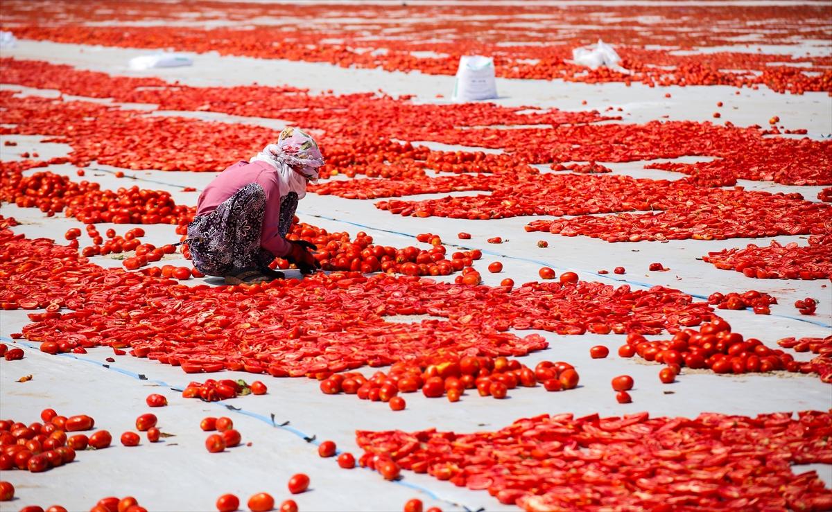 Diyarbakır'da domates kurutuma sezonu