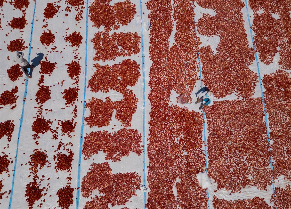 Diyarbakır'da domates kurutuma sezonu