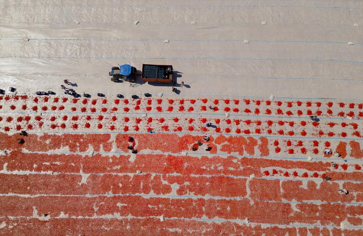 Diyarbakır'da domates kurutuma sezonu