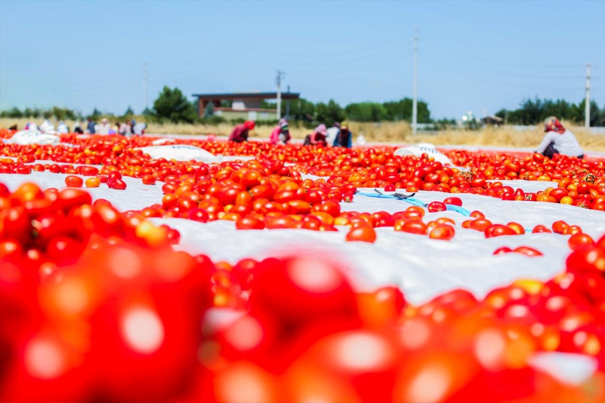 Diyarbakır'da domates kurutuma sezonu