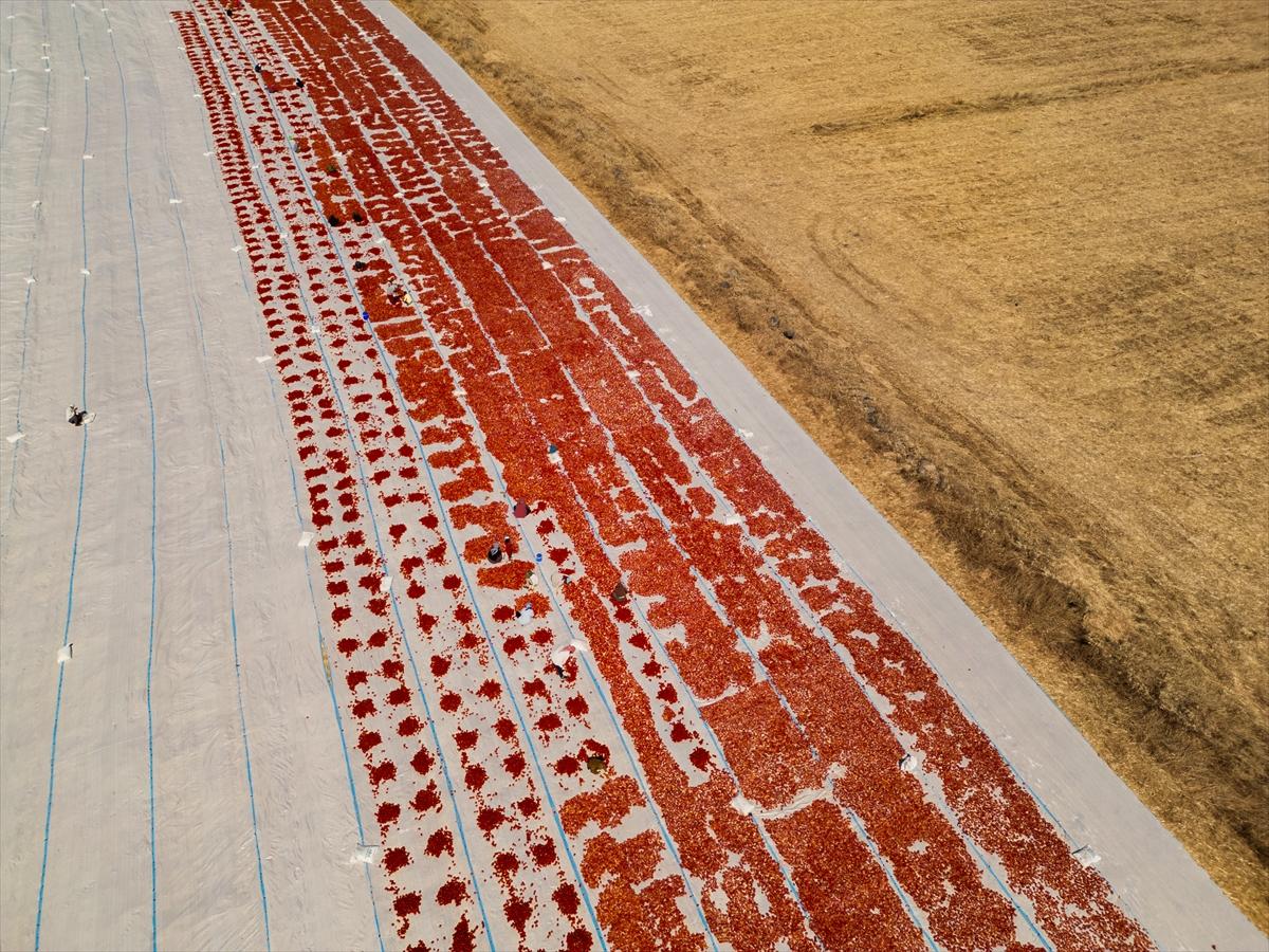 Diyarbakır'da domates kurutuma sezonu